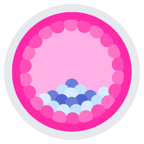 Blastocyst